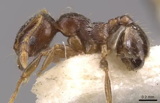 Pheidole bos specimen CASENT0908012 image casent0908012_3