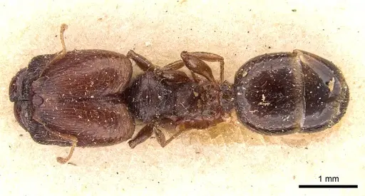 Pheidole bos specimen CASENT0908029 image casent0908029_1