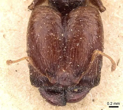 Pheidole bos specimen CASENT0908029 image casent0908029_2