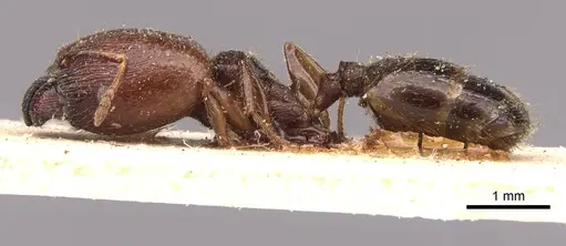 Pheidole bos specimen CASENT0908029 image casent0908029_3