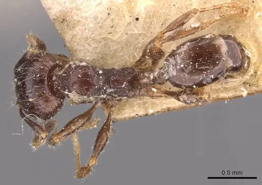 Pheidole bos specimen CASENT0908030 image casent0908030_1
