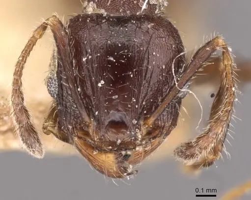 Pheidole bos specimen CASENT0908030 image casent0908030_2