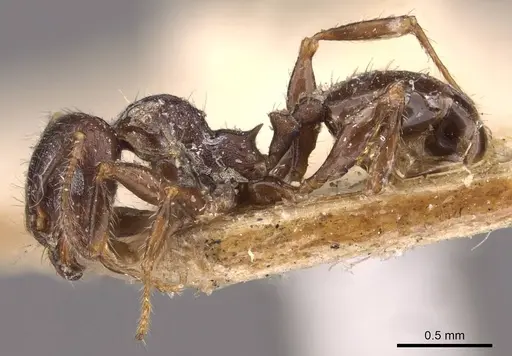 Pheidole bos specimen CASENT0908030 image casent0908030_3