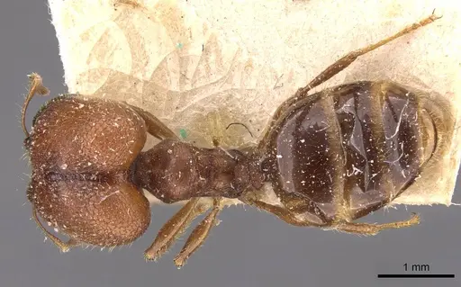 Pheidole bos specimen CASENT0908031 image casent0908031_1