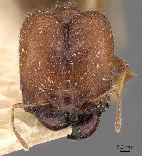 Pheidole bos specimen CASENT0908031 image casent0908031_2
