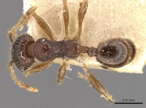 Pheidole bos specimen CASENT0908032 image casent0908032_1