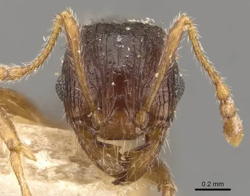 Pheidole bos specimen CASENT0908032 image casent0908032_2