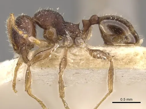 Pheidole bos specimen CASENT0908032 image casent0908032_3