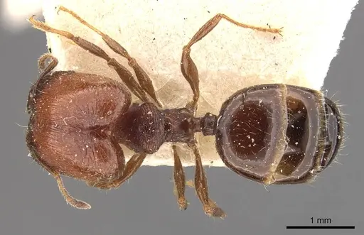 Pheidole bos specimen CASENT0908033 image casent0908033_1