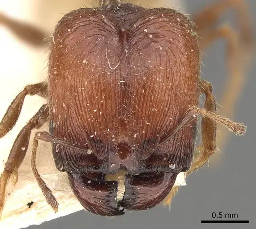 Pheidole bos specimen CASENT0908033 image casent0908033_2