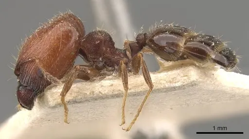 Pheidole bos specimen CASENT0908033 image casent0908033_3