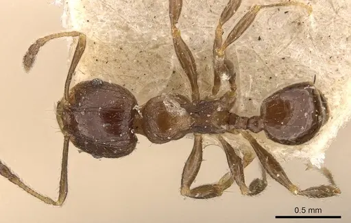 Pheidole bos specimen CASENT0908034 image casent0908034_1