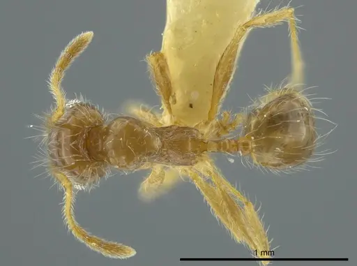 Pheidole brachyops specimen CASENT0624234 image casent0624234_1