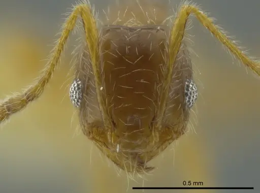 Pheidole brachyops specimen CASENT0624234 image casent0624234_2