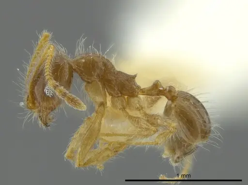 Pheidole brachyops specimen CASENT0624234 image casent0624234_3