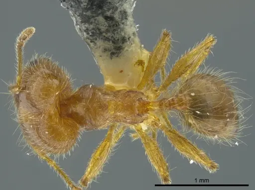 Pheidole brachyops specimen INBIOCRI002279627 image inbiocri002279627_1