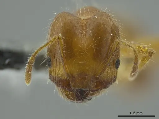 Pheidole brachyops specimen INBIOCRI002279627 image inbiocri002279627_2