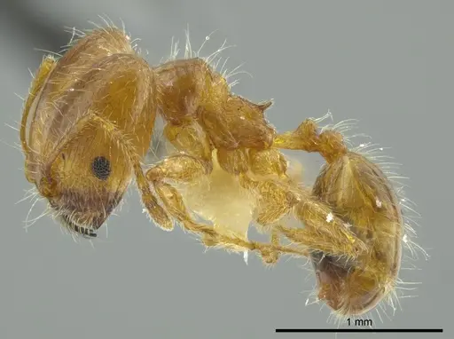 Pheidole brachyops specimen INBIOCRI002279627 image inbiocri002279627_3