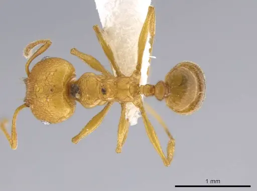 Pheidole brandaoi specimen CASENT0611585 image casent0611585_1