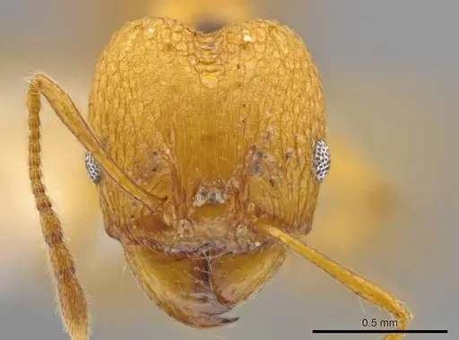 Pheidole brandaoi specimen CASENT0611585 image casent0611585_2