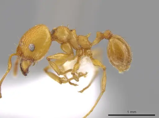 Pheidole brandaoi specimen CASENT0611585 image casent0611585_3