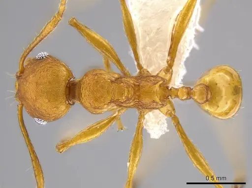 Pheidole brandaoi specimen CASENT0611587 image casent0611587_1
