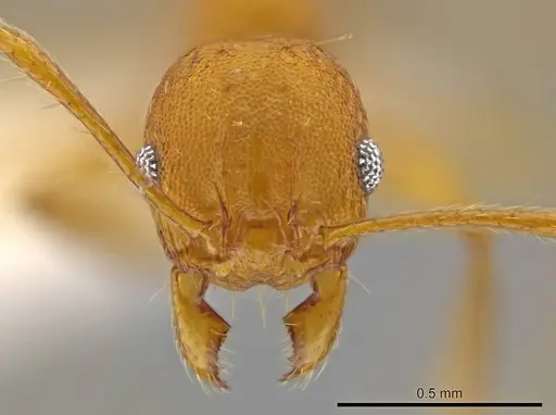 Pheidole brandaoi specimen CASENT0611587 image casent0611587_2