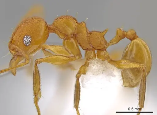 Pheidole brandaoi specimen CASENT0611587 image casent0611587_3