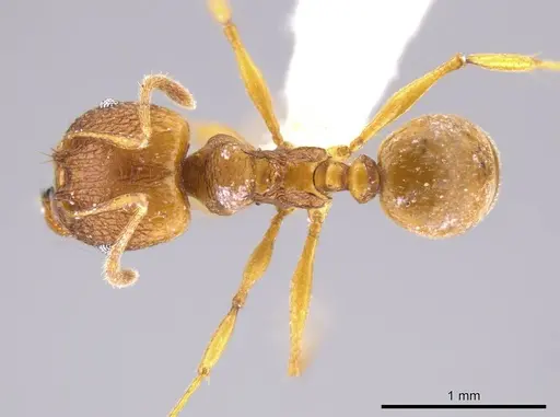 Pheidole brandaoi specimen CASENT0618082 image casent0618082_1