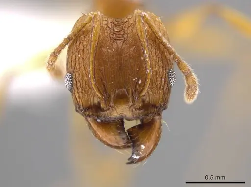 Pheidole brandaoi specimen CASENT0618082 image casent0618082_2
