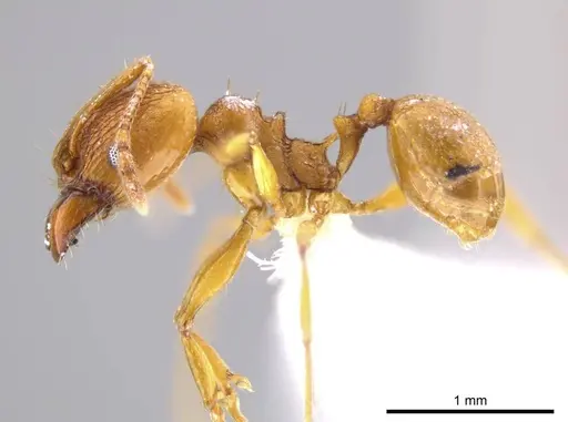 Pheidole brandaoi specimen CASENT0618082 image casent0618082_3