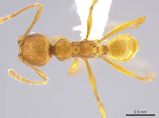 Pheidole brandaoi specimen CASENT0618083 image casent0618083_1
