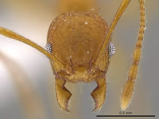 Pheidole brandaoi specimen CASENT0618083 image casent0618083_2