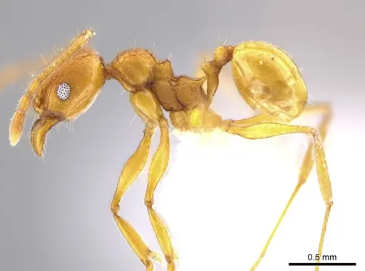 Pheidole brandaoi specimen CASENT0618083 image casent0618083_3