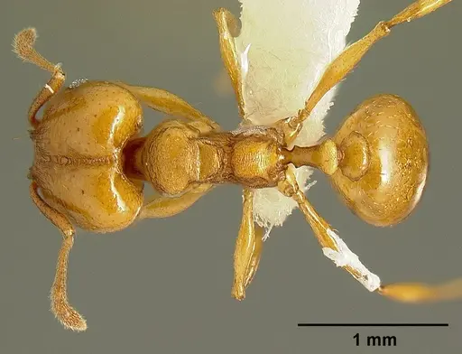 Pheidole branstetteri specimen CASENT0609076 image casent0609076_1