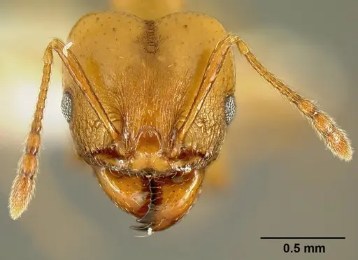 Pheidole branstetteri specimen CASENT0609076 image casent0609076_2