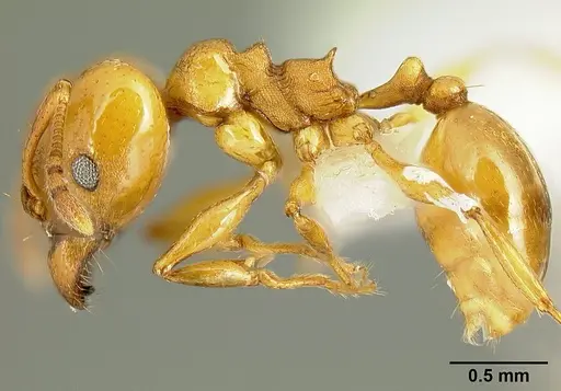 Pheidole branstetteri specimen CASENT0609076 image casent0609076_3