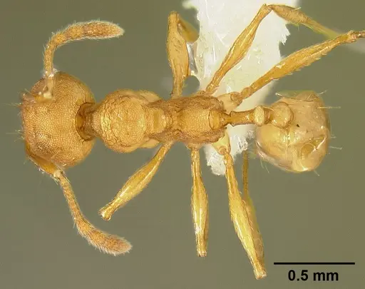 Pheidole branstetteri specimen CASENT0609077 image casent0609077_1