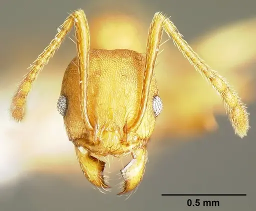 Pheidole branstetteri specimen CASENT0609077 image casent0609077_2