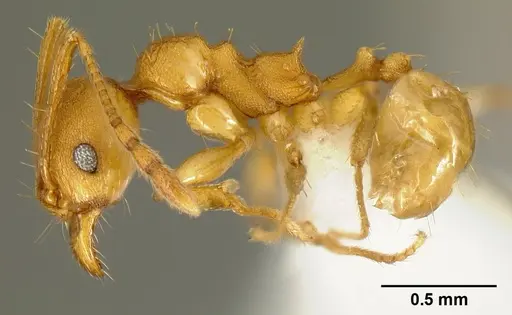 Pheidole branstetteri specimen CASENT0609077 image casent0609077_3