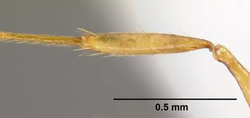 Pheidole branstetteri specimen CASENT0609077 image casent0609077_4