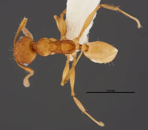 Pheidole branstetteri specimen CASENT0609080 image casent0609080_1