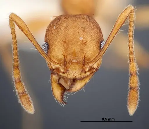 Pheidole branstetteri specimen CASENT0609080 image casent0609080_2