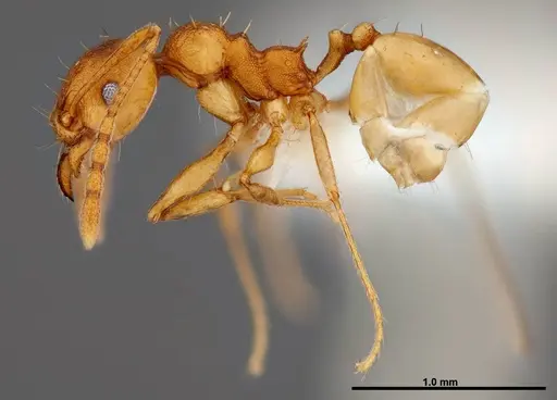 Pheidole branstetteri specimen CASENT0609080 image casent0609080_3
