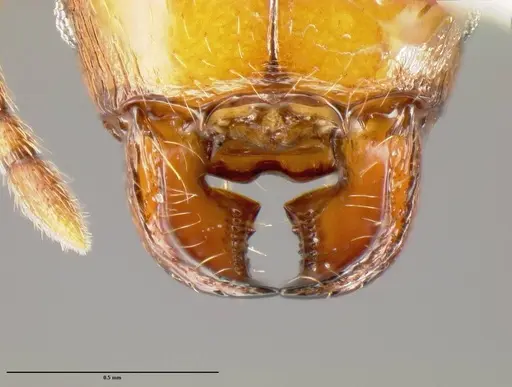 Pheidole branstetteri specimen CASENT0609086 image casent0609086_1