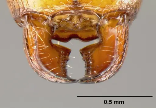 Pheidole branstetteri specimen CASENT0609086 image casent0609086_2