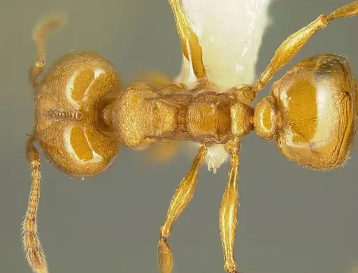 Pheidole branstetteri specimen CASENT0609249 image casent0609249_1