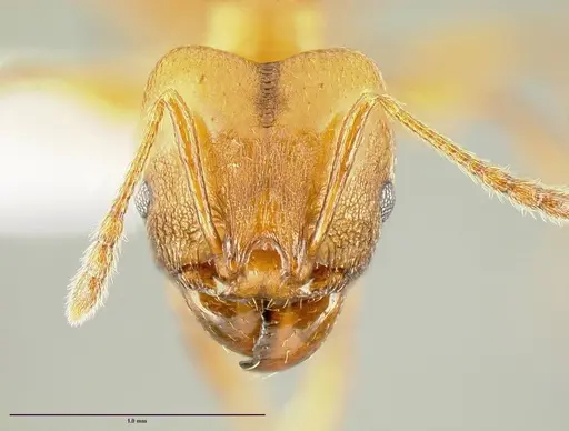 Pheidole branstetteri specimen CASENT0609249 image casent0609249_2