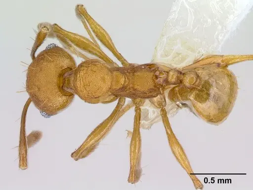 Pheidole branstetteri specimen CASENT0609295 image casent0609295_1
