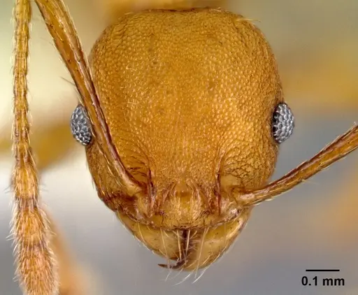 Pheidole branstetteri specimen CASENT0609295 image casent0609295_2